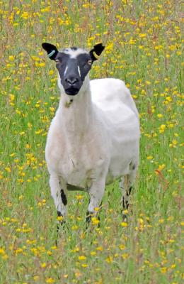 434 BUTTERCUP SHEEP.jpg